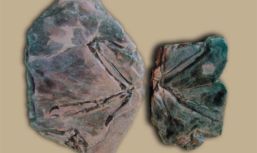 Fósil de Archaeopteryx coreanicus