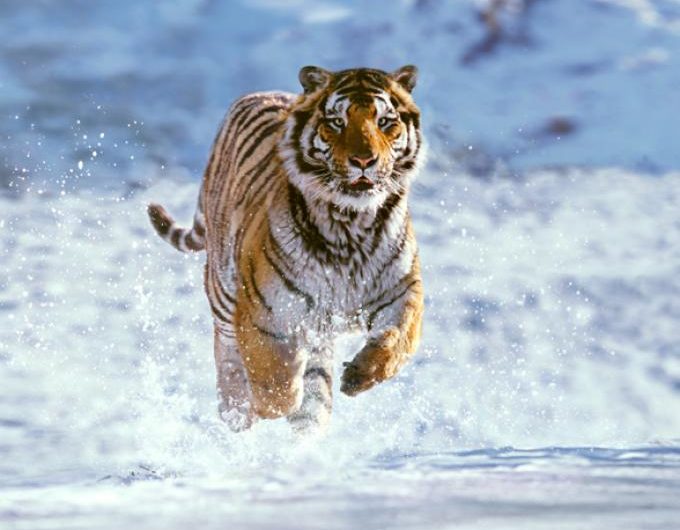 Protección de animales salvajes