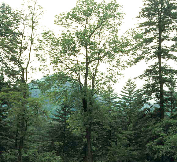 Producidos muchos árboles frutales de montaña en Ryanggang