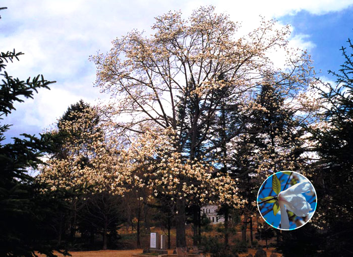 Magnolía de Kyongsong, monumento natural