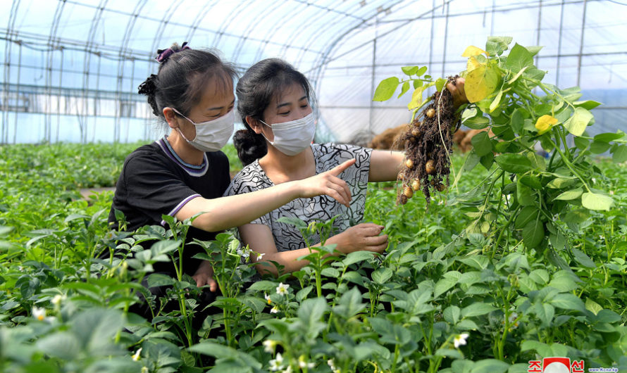 Granja de verduras de Jangchon.