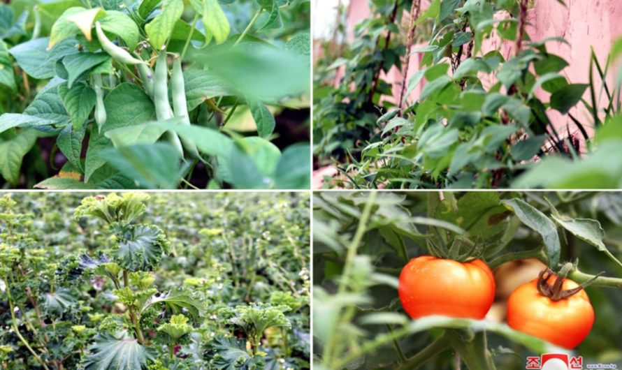 Recursos vegetales.