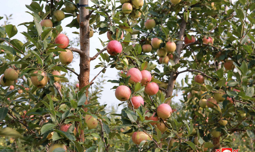 Granja Combinada Frutícola Taedonggang
