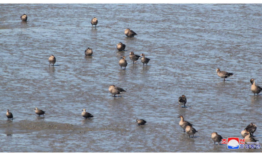 Observados pájaros en peligro de extinción.