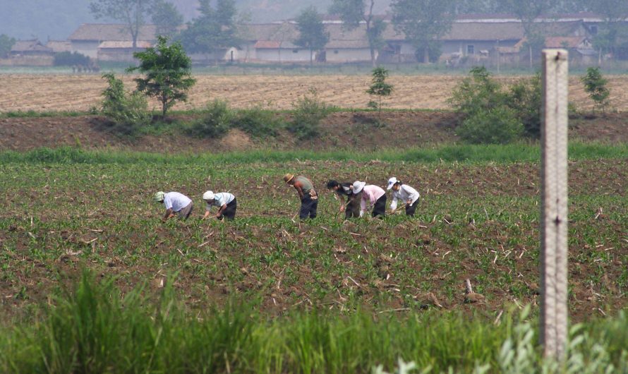 Reserva principal para el aumento de la producción cerealera