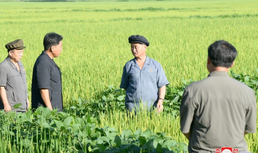 Kim Tok Hun supervisa gestiones de varios dominios