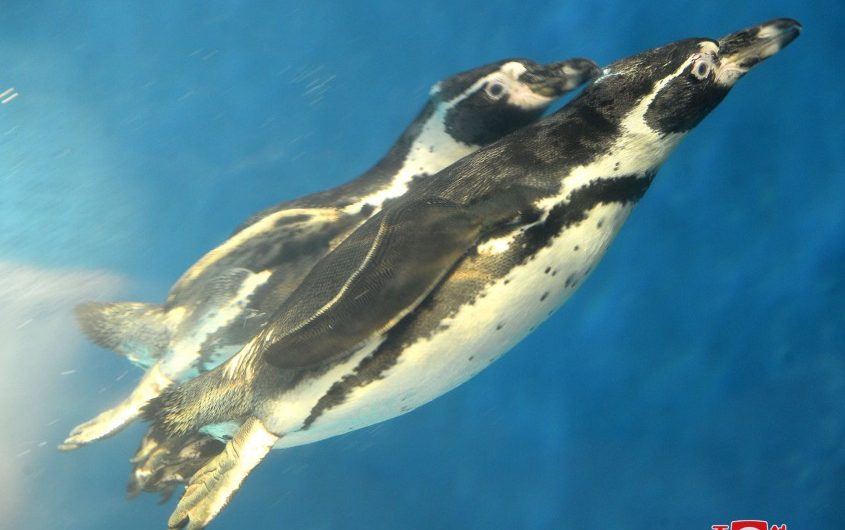 Aumenta el número de animales en el Zoológico Nacional