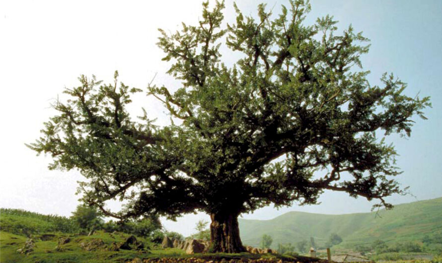 Gingko de Singye, monumento natural