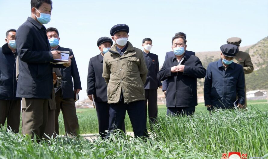 Kim Tok Hun dirige faenas agrícolas de la ciudad de Nampho