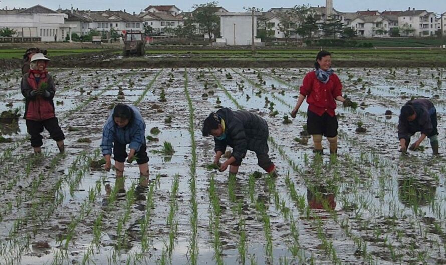 Movilizar todas las fuerzas en trasplante de arroz