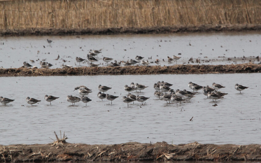 Zonas de protección de aves migratorias.
