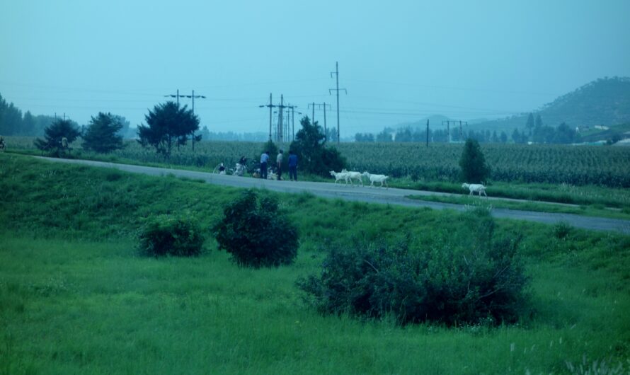 Aumento cabezas caprinas en la provincia de Ryanggang.