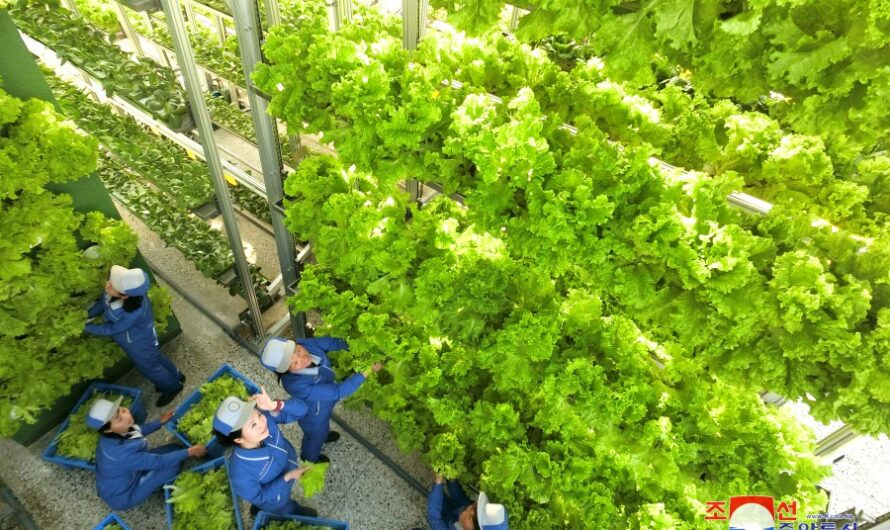 Primeras cosechas producidas en el Invernadero de Kangdong