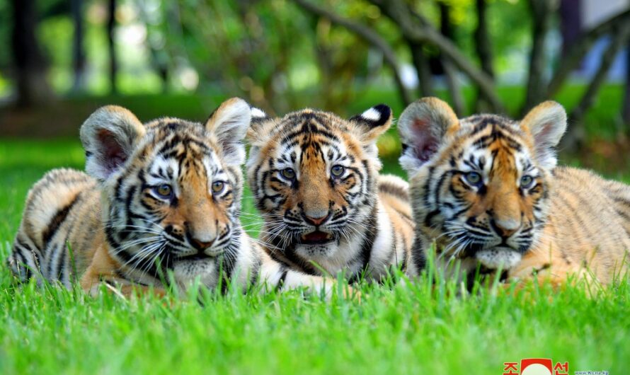 Nuevos nacimientos en el Parque Zoológico Nacional