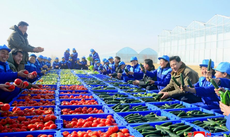 Primera cosecha en la Granja Invernadero Combinada de Sinuiju