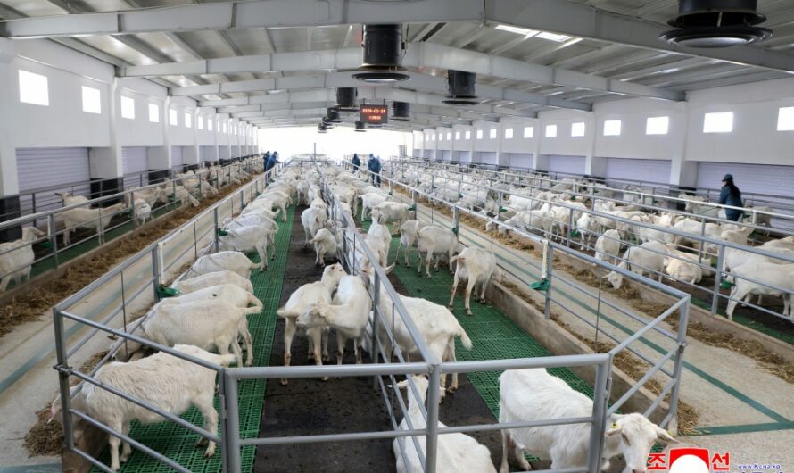 Visita a la granja ganadera de Samgwang