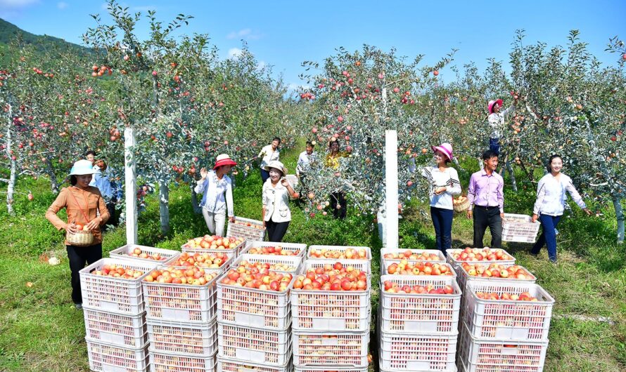 Época de recolección de manzanas.